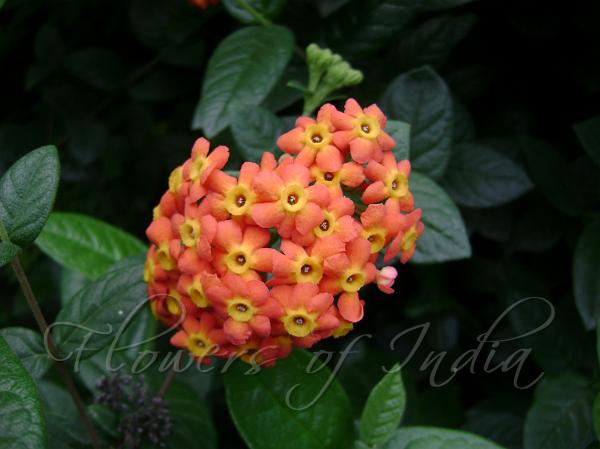 Fragrant Panama Rose